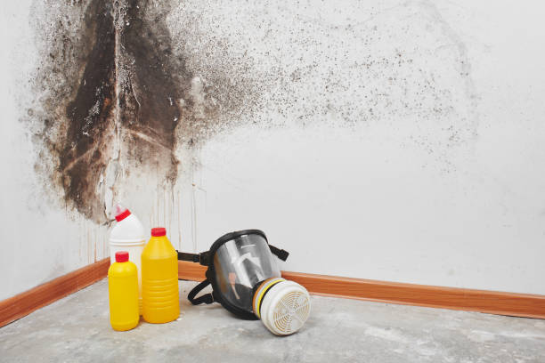 Best Commercial Mold Removal  in Wye, MT