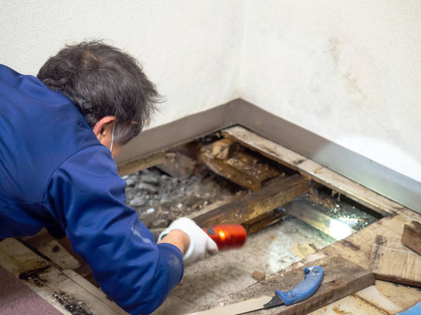 Best Mold Cleaning Services  in Wye, MT
