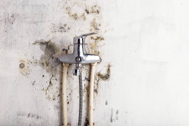 Best Mold Remediation  in Wye, MT
