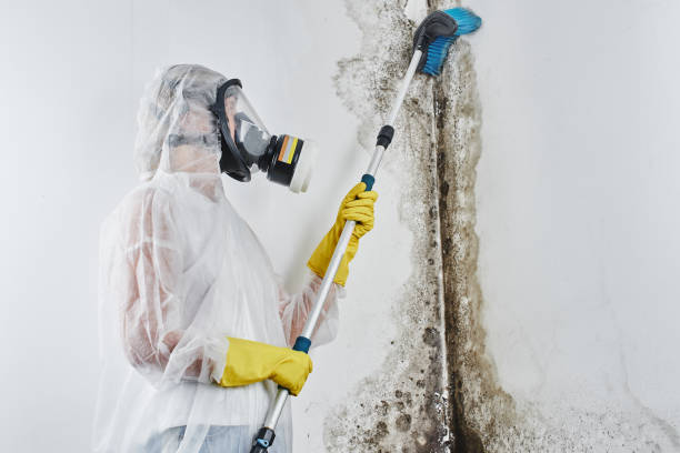 Best Local Mold Removal Service  in Wye, MT