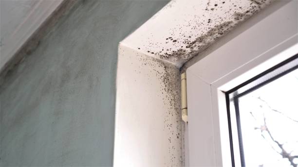 Best Mold Damage Repair  in Wye, MT