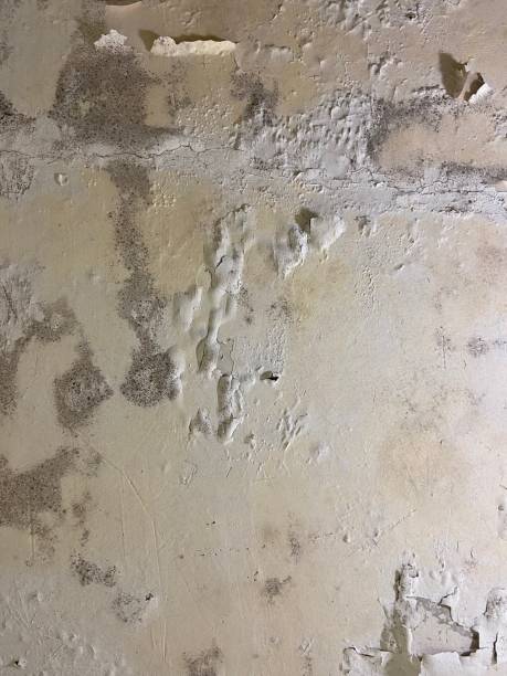  Wye, MT Mold Removal Pros
