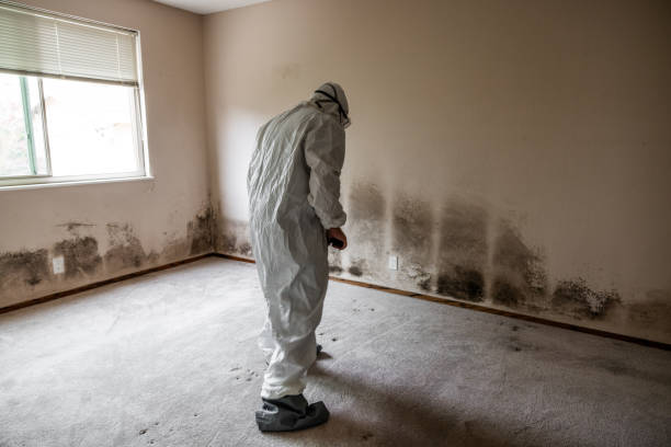 Wye, MT Mold Removal Company