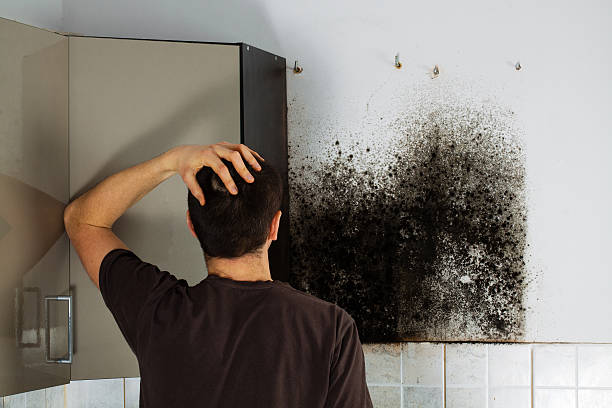 Best Emergency Mold Removal  in Wye, MT