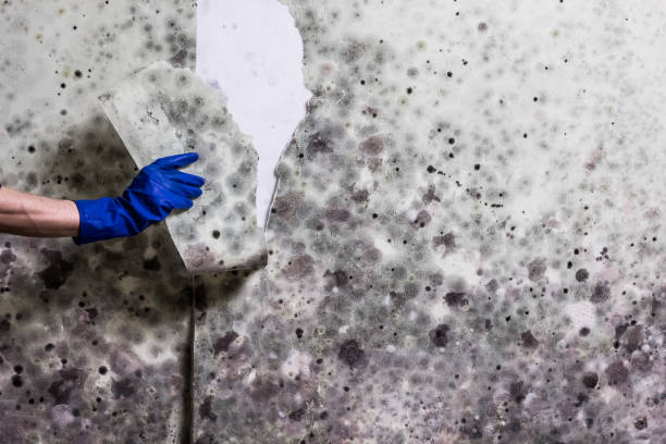  Wye, MT Mold Removal Pros