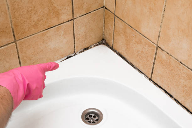 Best Professional Mold Removal  in Wye, MT